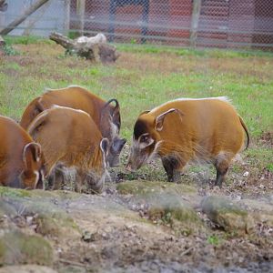 Red River Hogs- 1/10/2023