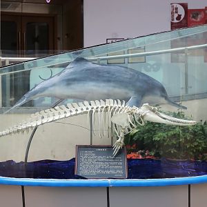 Baiji (Lipotes vexillifer), Mounted Skin and Skeleton