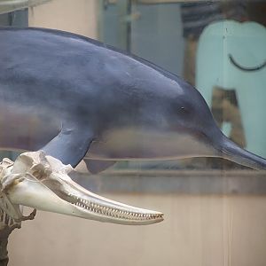 Baiji (Lipotes vexillifer), the second to last wild specimen