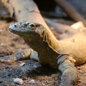Komodo Dragon