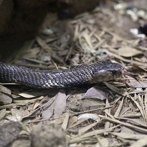 Chinese Cobra (Naja atra)