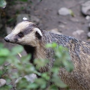Asian Badger (Meles leucurus)