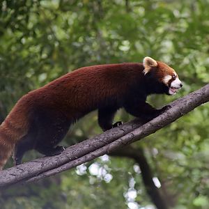 Red Panda