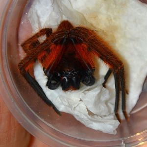 Penang red huntsman spider (Rhitymna pinangensis)