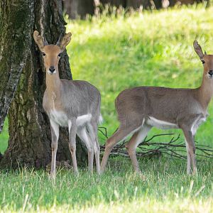 Southern mountain reedbuck (Redunca fulvorufula fulvorufula) - 07/21