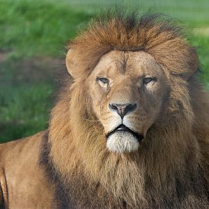 African lion, Johnsons of Old hurst