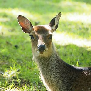 Sika deer (Cervus nippon), 2023-09-26