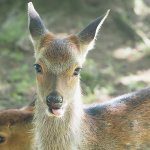Sika deer (Cervus nippon), 2023-09-26