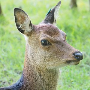 Sika deer (Cervus nippon), 2023-09-26
