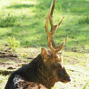 Sika deer (Cervus nippon), 2023-09-26