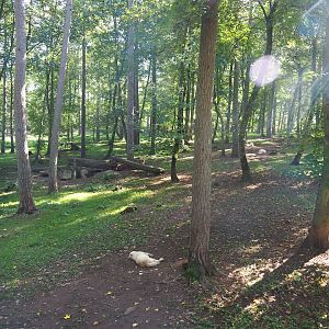 Arctic wolf exhibit, 2023-09-26