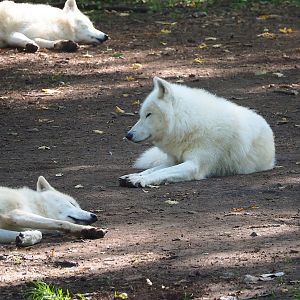 Arctic wolves (Canis lupus), 2023-09-26