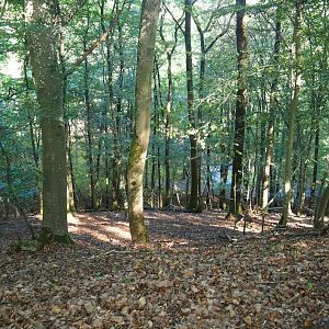 Ravine forest in the chamois area, 2023-09-26