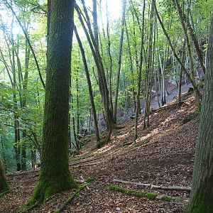 Ravine forest in the chamois area, 2023-09-26