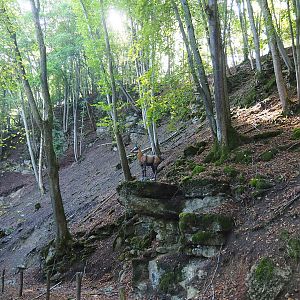 Ravine forest in the chamois area, 2023-09-26