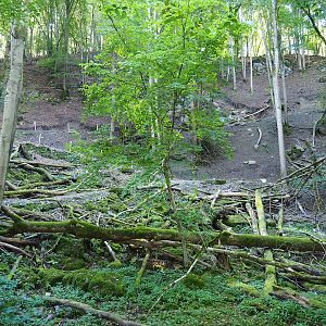 Ravine forest, part of the chamois area, 2023-09-26