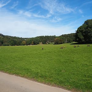 Lower part of the wildlife park - Large mixed paddock in the Lesse Valley, 2023-09-26