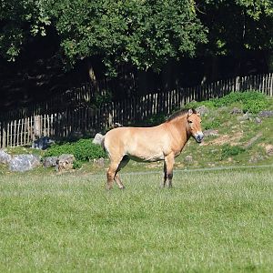 Przewalski's horse (Equus ferus przewalskii), 2023-09-26