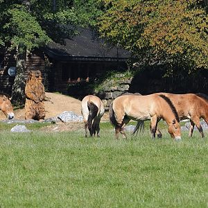 Przewalski's horses (Equus ferus przewalskii), 2023-09-26