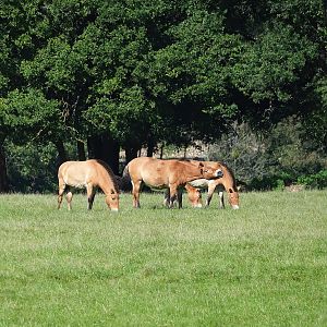 Przewalski's horses (Equus ferus przewalskii), 2023-09-26