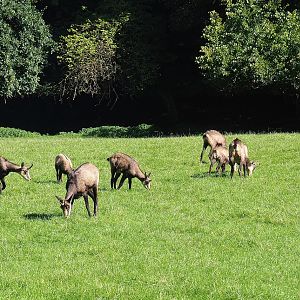 Alpine chamois (Rupicapra rupicapra rupicapra) herd, 2023-09-26
