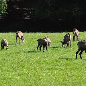 Alpine chamois (Rupicapra rupicapra rupicapra) herd, 2023-09-26