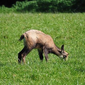Juvenile Alpine chamois (Rupicapra rupicapra rupicapra), 2023-09-26