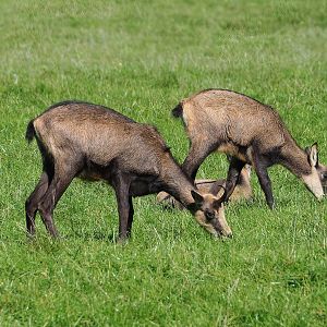 Alpine chamois (Rupicapra rupicapra rupicapra), 2023-09-26