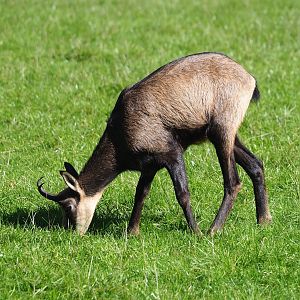 Alpine chamois (Rupicapra rupicapra rupicapra), 2023-09-26