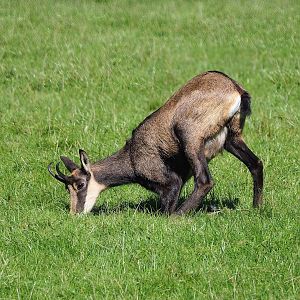 Alpine chamois (Rupicapra rupicapra rupicapra), 2023-09-26
