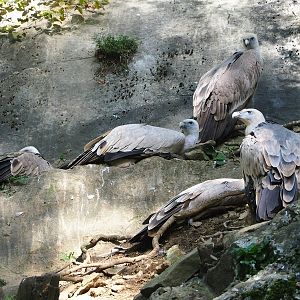 Western Eurasian griffon vultures (Gyps fulvus fulvus), 2023-09-26