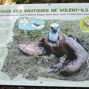 Sign about non-releasable griffon vultures, 2023-09-26