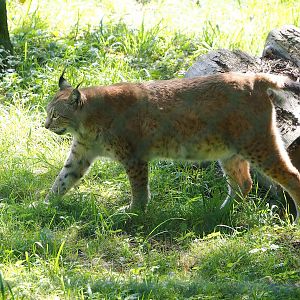Eurasian lynx (Lynx lynx lynx), 2023-09-26
