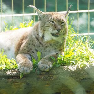 Eurasian lynx (Lynx lynx lynx), 2023-09-26
