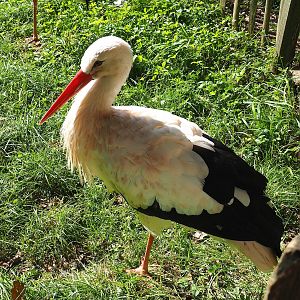 European white stork (Ciconia ciconia ciconia), 2023-09-26