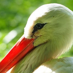 European white stork (Ciconia ciconia ciconia), 2023-09-26