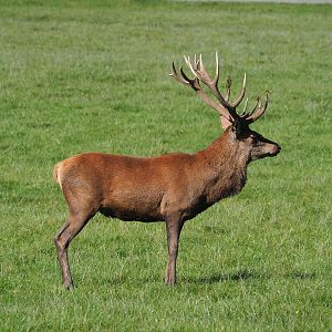 Central European red deer (Cervus elaphus hippelaphus) stag in rut, 2023-09-26