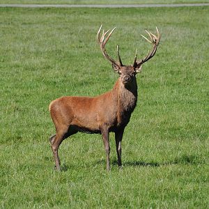 Central European red deer (Cervus elaphus hippelaphus) stag in rut, 2023-09-26