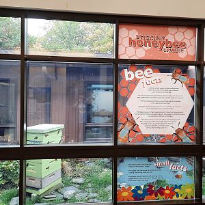 Honeybee Exhibit