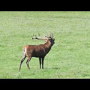 Video of a Central European red deer (Cervus elaphus hippelaphus) stag in rut roaring, 2023-09-26