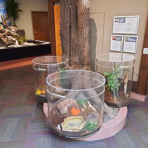 Small Reptile Exhibits