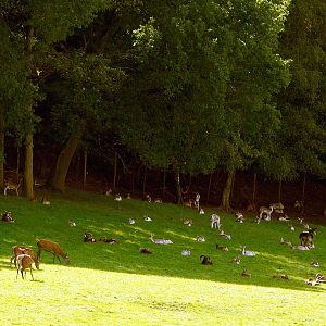 Central European red deer, Common fallow deer and European mouflons, 2023-09-26