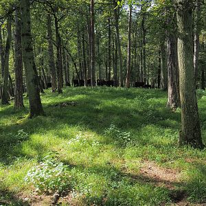 Forested part of the large mixed paddock in the Lesse Valley, with Heck cattle in the forest, 2023-09-26