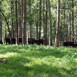 Heck cattle in the forest, 2023-09-26