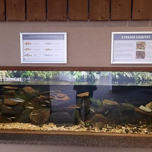 Stream Exhibit