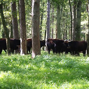 Heck cattle in the forest, 2023-09-26