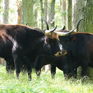 Heck cattle (Bos taurus), 2023-09-26