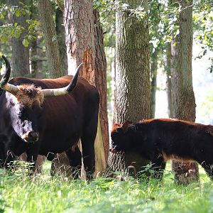 Heck cattle (Bos taurus), 2023-09-26