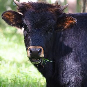 Heck cattle (Bos taurus), 2023-09-26