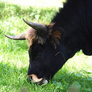 Heck cattle (Bos taurus), 2023-09-26